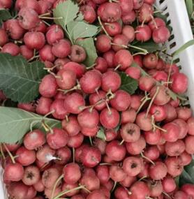 沂蒙山优质大金星山楂，龙···